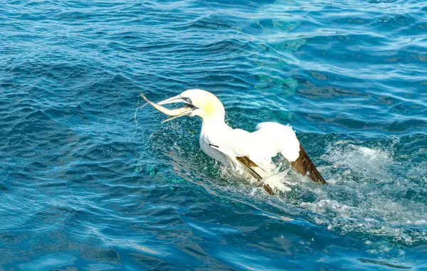 ガネットは 黄色い頭部 黒いティップの翼 長い請求書を持つ大きな白い鳥です 北大西洋最大の海鳥で 最大6 2フィートの翼スパンを持っています — ストック写真