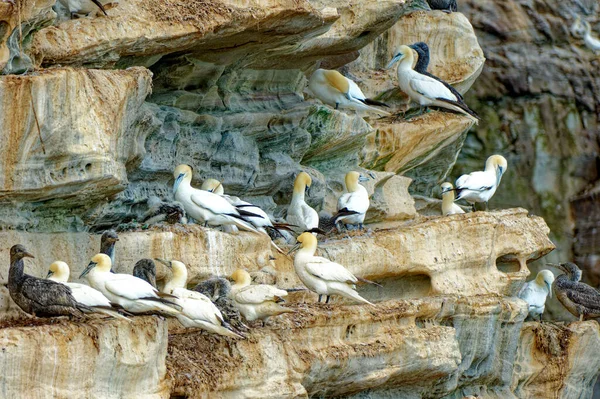 Gannets Large White Birds Yellowish Heads Black Tipped Wings Long — Stock Photo, Image