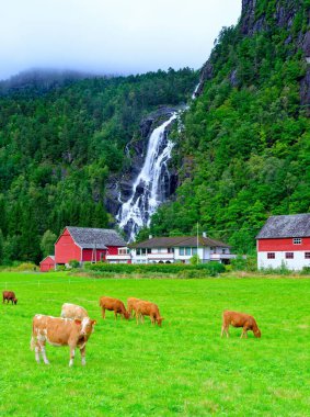 BERGEN, NORway - 28 Ağustos 2023: Norveç 'in batı kıyısındaki Bergen yedi dağlık şehir olarak bilinir. Norveç 'in en işlek limanıdır ve yılda yaklaşık 500 bin yolcusu vardır.