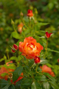 Yeşil Arkaplanda Portakal Gülündeki Çiy