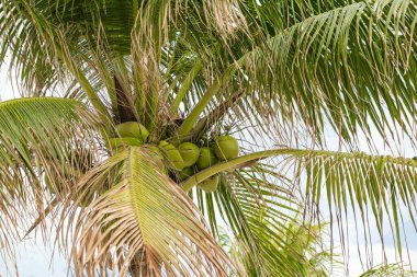 COCO CAY, BAHAMAS - 1 Şubat 2024: Coco Cay, Bahamalar 'da bulunan bir liman. Kraliyet Karayipleri 'ne kiralanmış özel bir adadır. Üç yolcu gemisinin yolcuları için kiralanır..