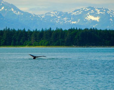 JUNEAU, ALASKA - 7 Temmuz 2024: Juneau şehri Alaska 'nın başkentidir. Haziran ayı nüfusu Mayıs ve Eylül ayları arasında yolcu gemilerinden kabaca 6 bin kişi kadar artabilir..