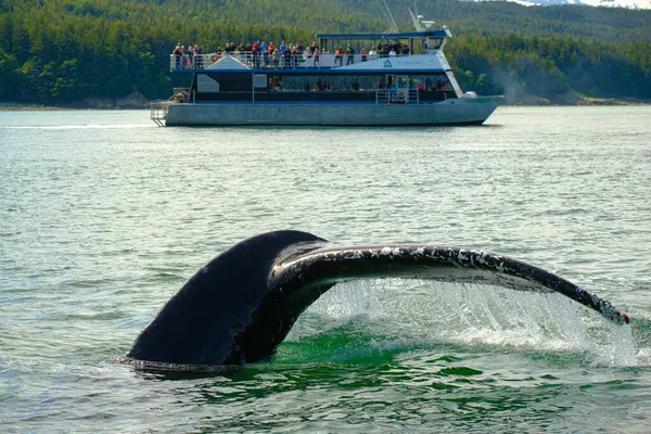 stock image JUNEAU, ALASKA- July 7, 2024: The City of Juneau is the capital city of Alaska. Juneaus population can increase by roughly 6,000 people from cruise ships between the months of May and September.