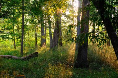 Forsyth County Georgia 'da Greeway Yürüyüş Yolu Boyunca Sahneler