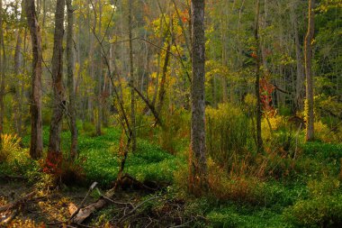 Forsyth County Georgia 'da Greeway Yürüyüş Yolu Boyunca Sahneler