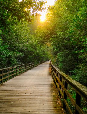 Forsyth County Georgia 'da Greeway Yürüyüş Yolu Boyunca Sahneler