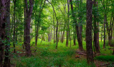 Forsyth County Georgia 'da Greeway Yürüyüş Yolu Boyunca Sahneler