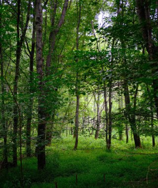 Forsyth County Georgia 'da Greeway Yürüyüş Yolu Boyunca Sahneler
