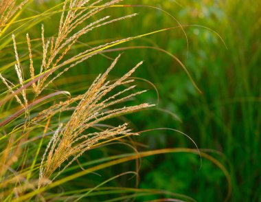 Pampas Çimeni Sabah Işığı yeşil ve altın