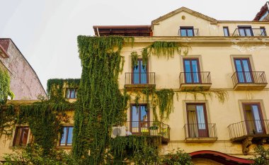 Green Vines on Plaster Apartments in Sorrento Italy clipart