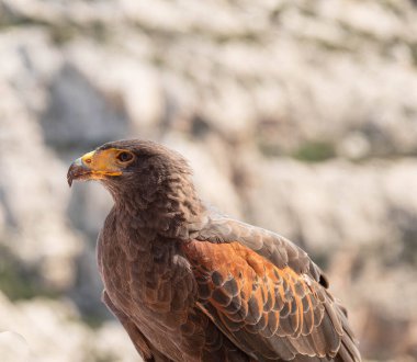 Harriss Hawk Valletta yakınlarında.