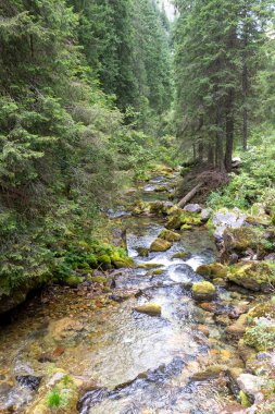 Mountain river in the Koscieliska Valley in the Tatra Mountains in Poland clipart