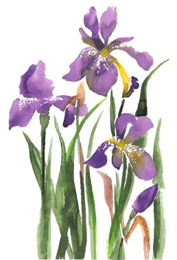 Süsen çiçeklerinin suluboya görüntüsü, beyaz arkaplanda izole edilmiş fleur-de-lis çiçekleri.