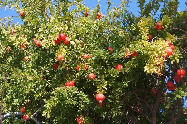 stock image The pomegranate tree in Greece on the blue sky background.