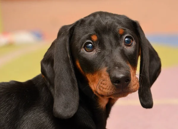 Schattig Teckel Puppy Portret — Stockfoto