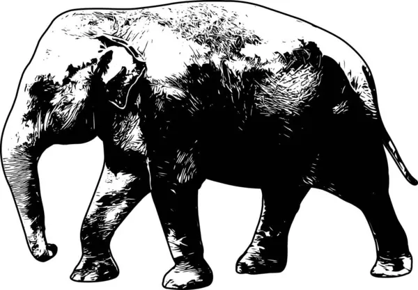 Απεικόνιση Shetch Ελέφαντα Διάνυσμα — Διανυσματικό Αρχείο