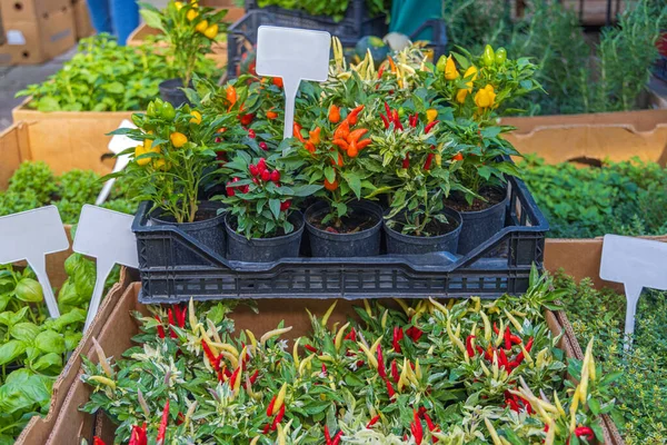 Potted Hot Chilli Vegetables Plants Crate Farmers Market — Stock Photo, Image