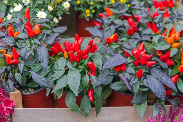 Potted Red Hot Chillies Planten Farmers Market — Stockfoto