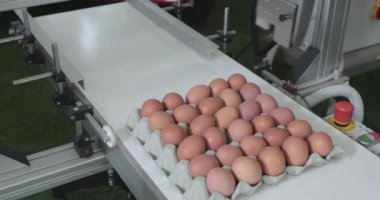 Taşıyıcı Kuşak Üretim Sürecinde Kodlama Tarihi Taze Yumurtalar