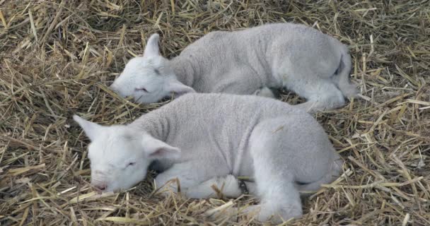 Dois Cordeiros Recém Nascidos Feno Farm Hot Summer Day — Vídeo de Stock