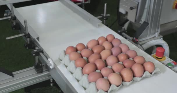Coderingsdatum Verse Eieren Karton Tijdens Het Productieproces Van Transportbanden — Stockvideo
