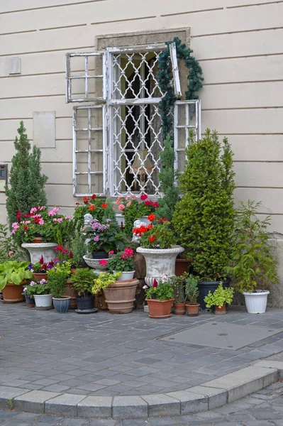 Sokak Taki Pencere Önündeki Saksı Çiçekleri Mini Bahçesi — Stok fotoğraf