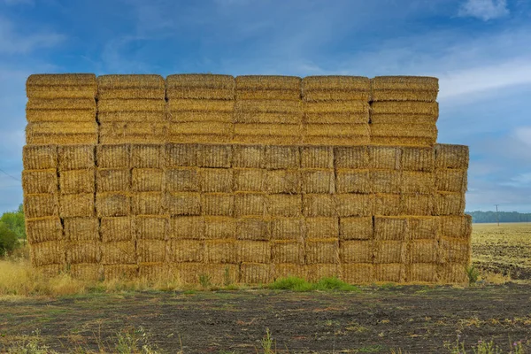 Large Stack Conventional Bale Square Shape Traditional Farming — Stock Photo, Image