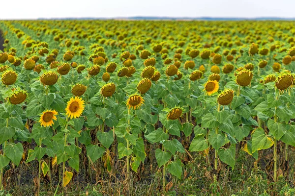 Sonnenblumen Ernte Feld Sommertag Landwirtschaft Nahaufnahme — Stockfoto