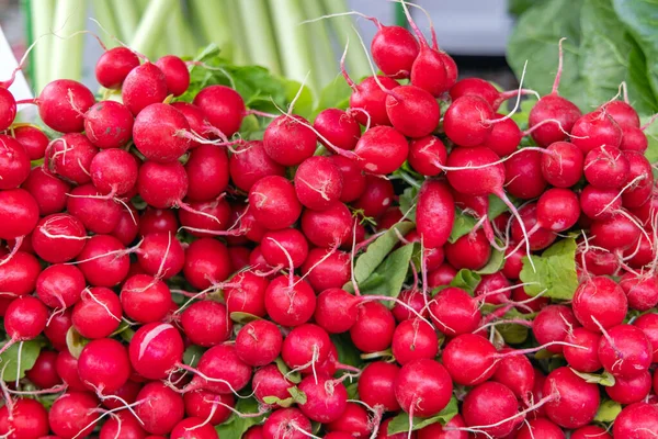 Μεγάλη Δέσμη Των Κόκκινων Λαχανικών Radish Στην Αγορά Των Αγροτών — Φωτογραφία Αρχείου