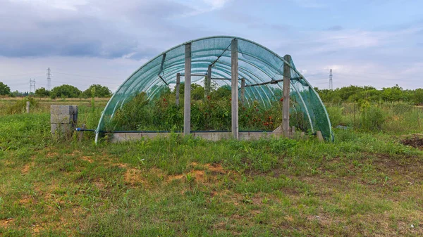保護ネット付き温室トンネルで成長中のトマト植物 — ストック写真