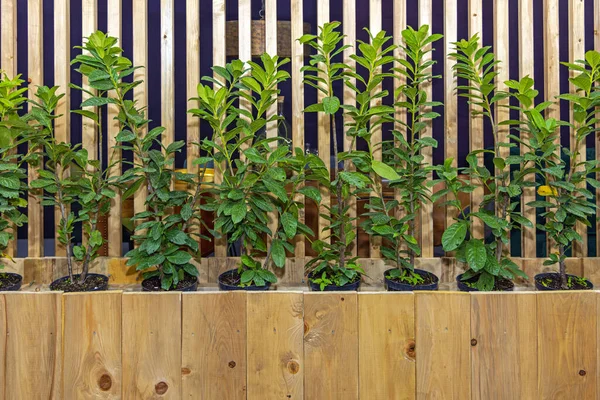 Πράσινα Φυτά Ξύλινο Σπίτι Καμπίνα — Φωτογραφία Αρχείου