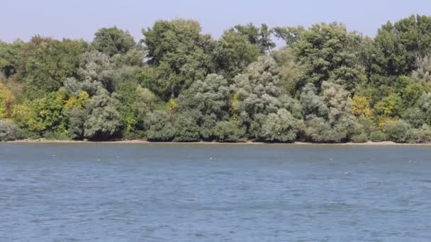 Bois Brousse Vert Sur Côte Danube Serbie Nature — Video