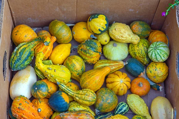Čerstvé Tykve Dýně Squash Zelenina Podzimní Sezóna Krabici — Stock fotografie