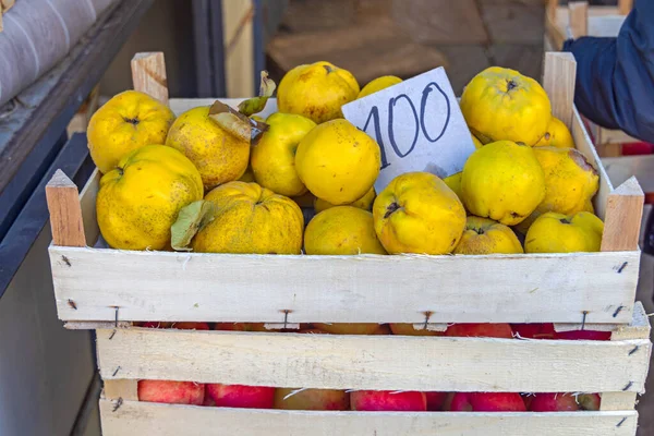 Yellow Quince Fruits in Crate at Farmers Market Autumn