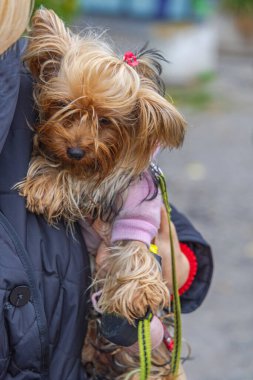 El Tatlısı Küçük Yorkshire Teriyeri Ceketli Köpek