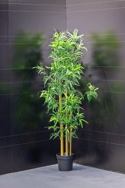 Siyah Oda Köşesinde Sahte Yeşil Bambu Bitkisi