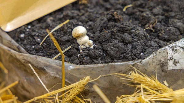 Grow White Mushroom in Bag With Compost Soil