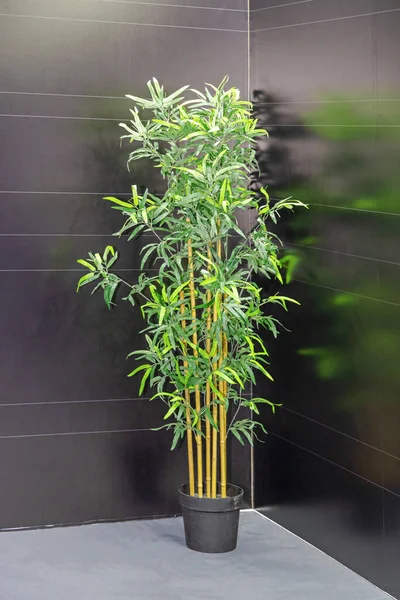 Planta Bambu Artificial Verde Vaso Canto Preto Sala — Fotografia de Stock
