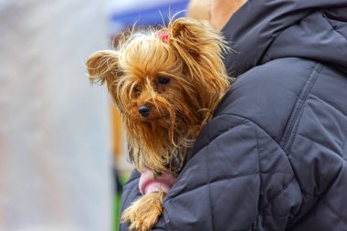 El Tatlısı Küçük Yorkshire Teriyeri Evcil Köpeği