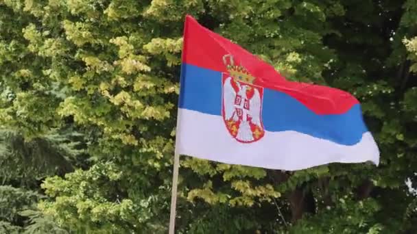 Nemzeti Zászló Szerbia Integetett Zöld Háttér Sunny Nyári Nap — Stock videók