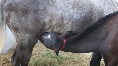 Yenidoğan Kara Tay Atı Ahırda Karabasan Emici Anne