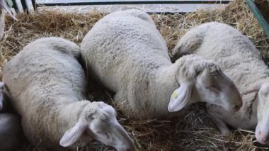 Koyun Koruma Alanında Yerde Hayvan Çiftliği Sıcak Hava Günü