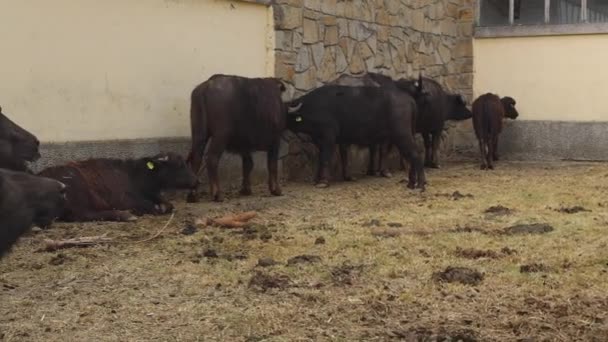 Rebaño Búfalos Domésticos Agua Granja Animales Panorama Ganadero — Vídeos de Stock