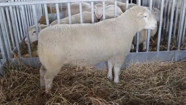 囲いの中の一つの大きな大人の男性ラム羊動物農場 — ストック動画