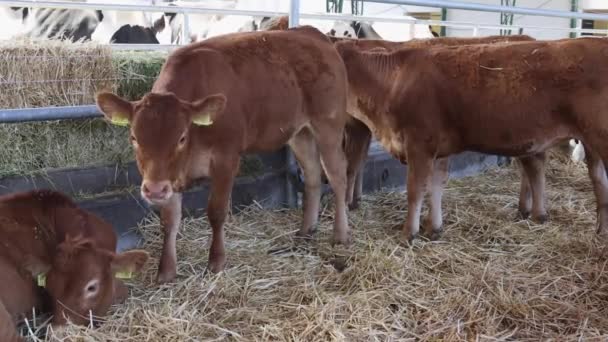 Braune Kühe Rinder Brüten Gehege Eines Bauernhofs — Stockvideo