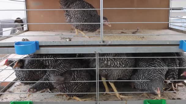 笼内多层次家禽饲养场一只鸡和拥挤鸡 — 图库视频影像