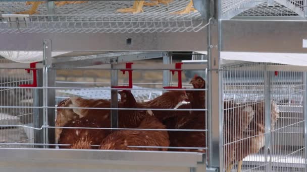 家禽饲养场多层钢丝笼中的雀鸟 — 图库视频影像