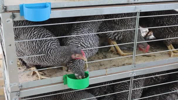 Galinhas Repletas Água Potável Pequenas Gaiolas Poultry Farming — Vídeo de Stock
