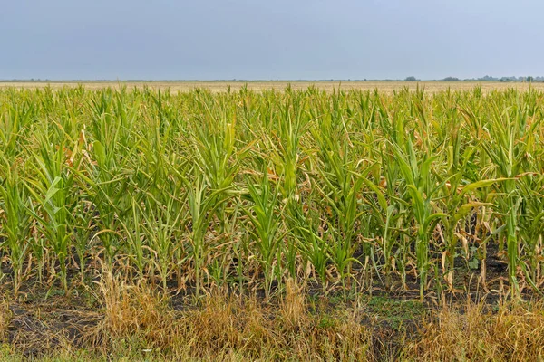 Green Corn Crop Field Summer Day Agriculture Farm Sky — Stok Foto
