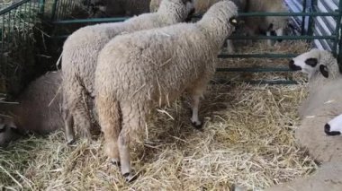 Sheep in Pen Enclosure at Animal Farming tilt up